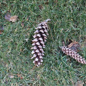 100 Large To Average Size Pinecones From New York For Holidays & Crafts Crafting